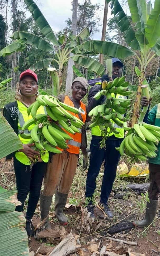Our proud team holding the first harvest – fresh plantains ready for delivery!